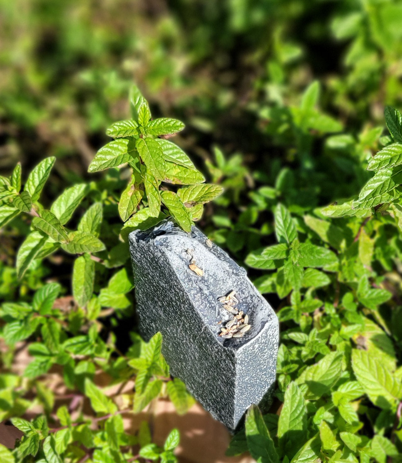 Lavender, Litsea Cubeba & Cedarwood