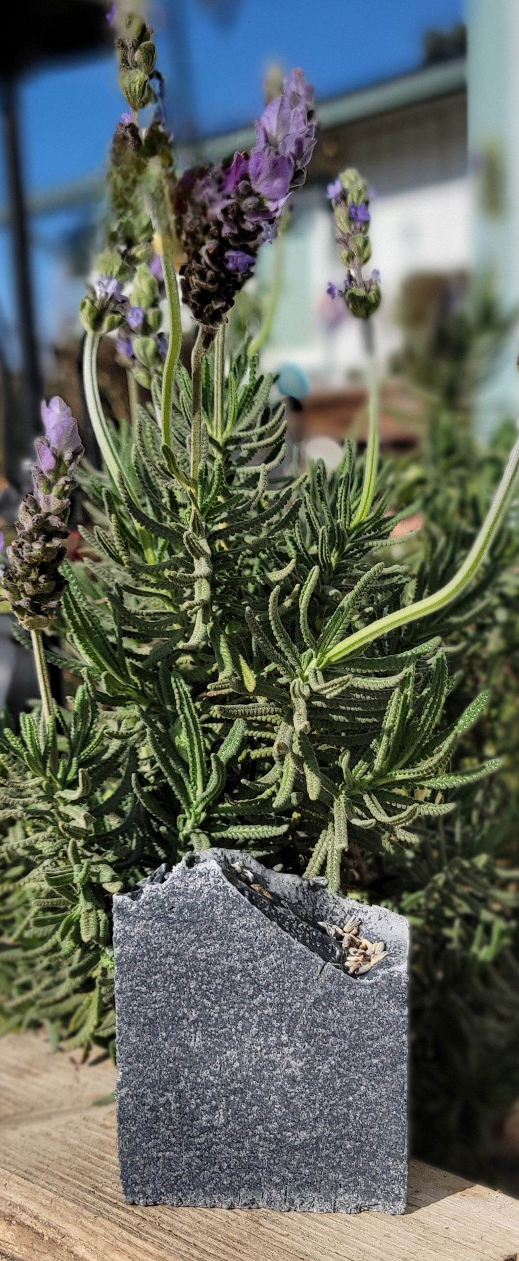 Lavender, Litsea Cubeba & Cedarwood