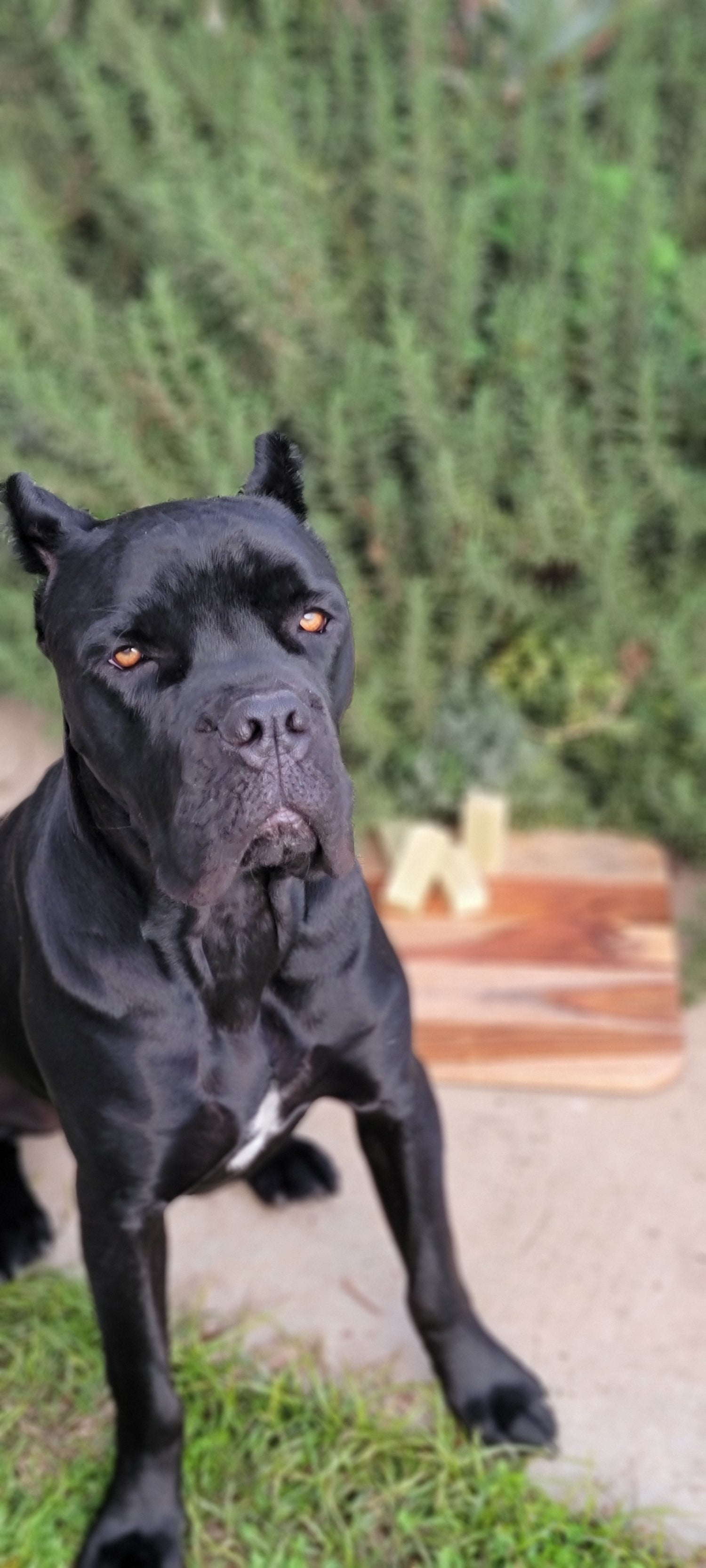 Dog soap